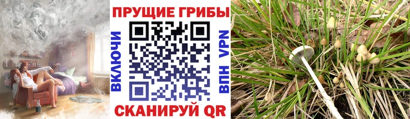 Псилоцибиновые грибы Psilocybe  закладки  Джанкой 